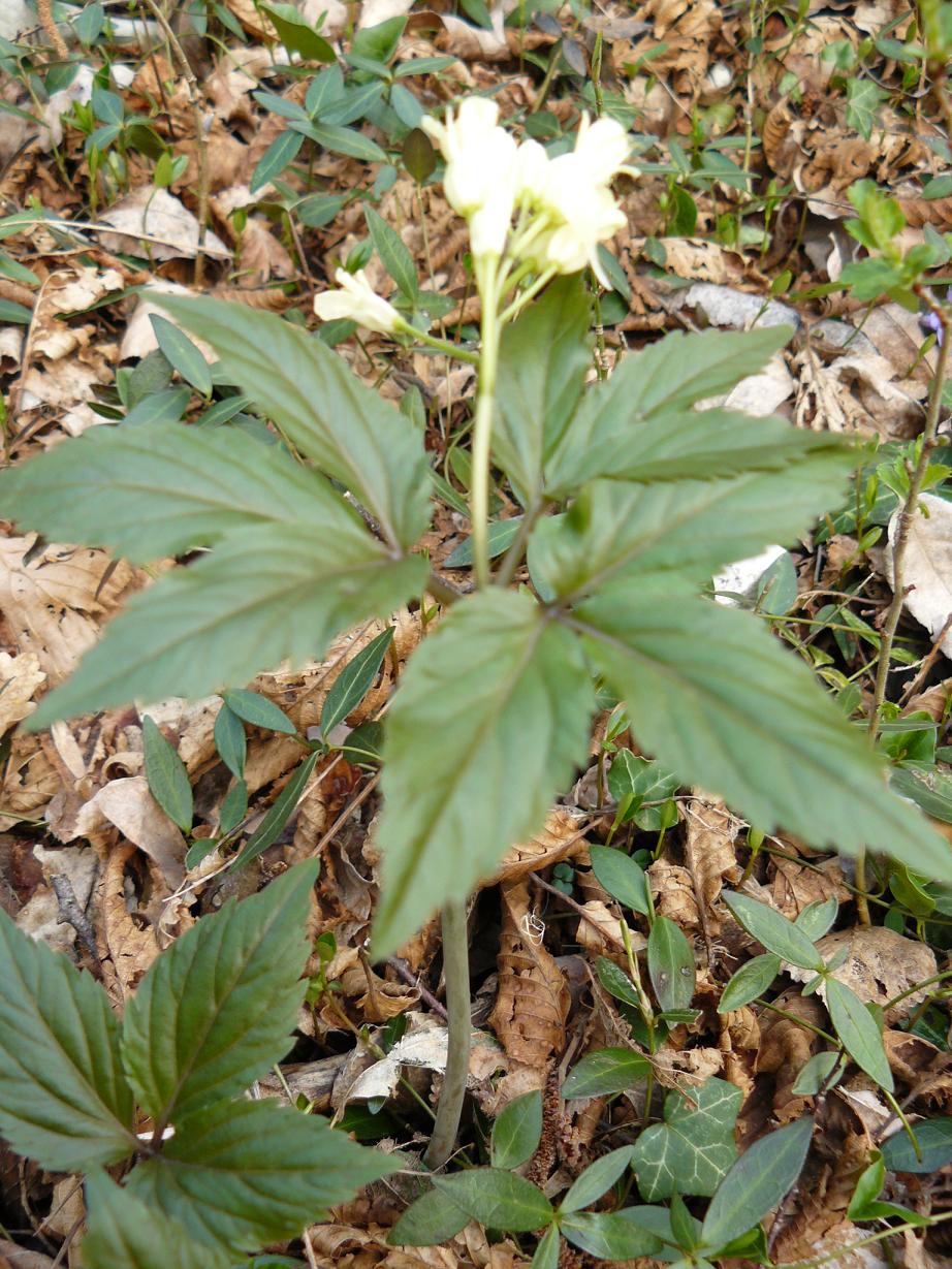 Cardamine enneaphyllos